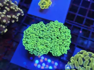 Double head Green Yellow Frogspawn