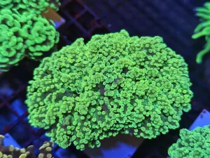 Big Double head Green Yellow Frogspawn
