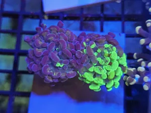 Toxic Green Marble hammer Double head