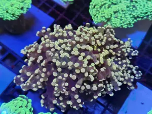 Pink Peach Frogspawn Double head