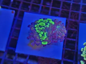 Double head toxic Green Marble Hammer