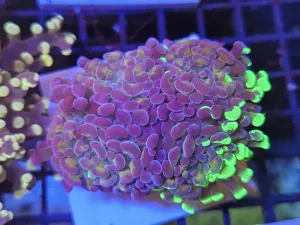 Massive 4 head Toxic Green Marble hammer
