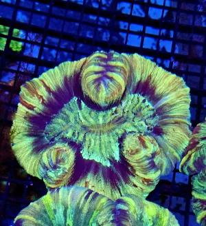 Trachyphyllia Geofroyi
