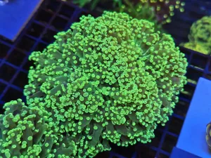 Massive double head Green yellow Frogspawn
