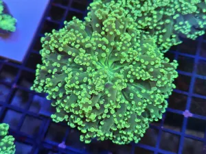 Massive Single Head Yellow Green Frogspawn