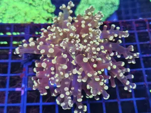 Single head Pink Peach Frogspawn