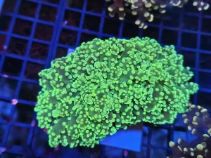 Massive double head Green Yellow tip Frogspawn