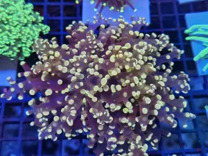 Massive Double head Pink peach Frogspawn