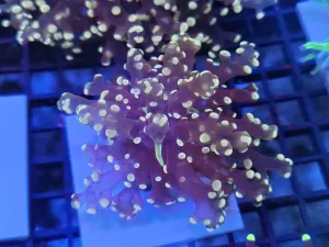 Single head Pink Peach Frogspawn