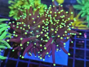 Big Tripple head Blackstem Yellowtip Torch