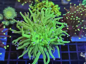 Massive double head Toxic Green Purple tip torch
