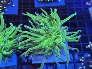Big double head Toxic green purple tip torch