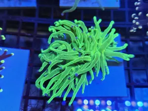 Toxic Green Purple tip torch Double head