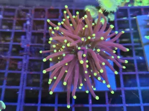 Darkstem Yellow tip torch Splitting to double head