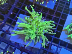 Toxic Green Purple tip torch Massive single head
