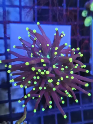 Darkstem yellowtip torch double head single stem