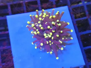 Darkstem torch pink tip small double head