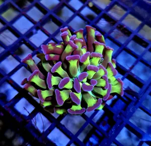 Green stem Purple tip hammer Massive single head