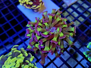 Massive double head green stem purple tip hammer