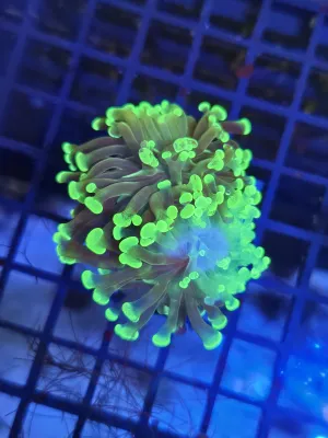 Green framer double head