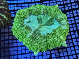 Multicolor Large donut