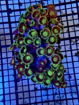 Purple Green Sun pallys hand full on rock