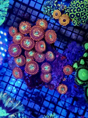 Magician zoas on rock 25/30 polyps
