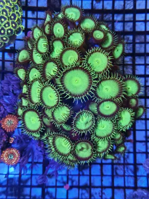 Green purple sun polyps hand full on rock