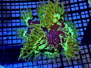 Elegance coral Medium blue tip