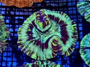 Trachyphyllia