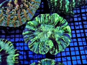 Trachyphyllia