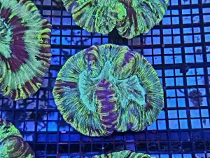 Trachyphyllia