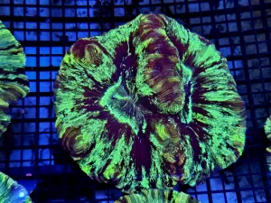Trachyphyllia
