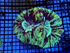 Trachyphyllia