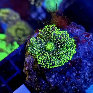 TOXIC Yuma Mushroom 1 leaf