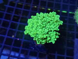 Green Frogspawn single head not fully open